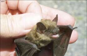 News What's Happening To Our Bats? for College Students