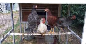 News My Experience Raising Backyard Chickens for College Students
