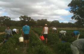 News Picking Peppers in Australia for College Students
