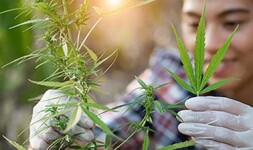 Cleveland State Community College Online Courses Cannabis Cultivation and Processing for Cleveland State Community College Students in Cleveland, TN