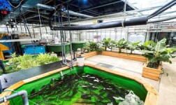 Penn State Online Courses Aquaponics – the circular food production system for Penn State University Students in University Park, PA