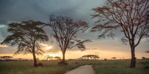 Student Travel Serengeti Half Marathon Experience for College Students