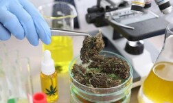 UCLA Online Courses Cannabis Processing for UCLA Students in Los Angeles, CA